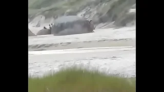 2 casais fazendo sexo em praia de nudismo SC comedor ativo1